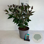 Cornus alba Nightfall 60-80 cm 6,5L