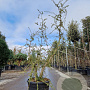 Quercus suber 150-175 cm 45L meerstammig solitair