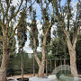 Quercus suber 70 cm stam container 8-10