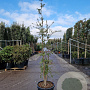 Quercus suber 175-200 cm 45L