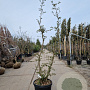 Quercus suber 175-200 cm 45L meerstammig solitair
