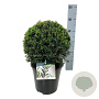 Taxus baccata 25-30 cm 6,5L bol