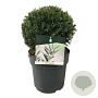 Taxus baccata 30-35 cm 10L bol