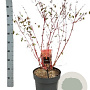 Cornus sang. 'Midwinter Fire' 40-60 cm wortelgoed struik