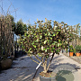 Elaeagnus ebbingei 80-100 cm 3,0L meerstammig