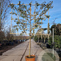 Elaeagnus ebbingei 80 cm stam container 8-10 lei 150x120