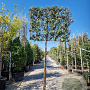 Elaeagnus ebbingei 180 cm stam container 25-30 lei 180x180