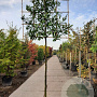Prunus l. 'Caucasica' 200 cm stam container 14-16 lei 150x120