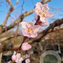 Prunus persica 100 cm stam container 25-30