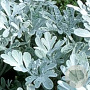 Artemisia stell. 'Boughton Silver' GM P9