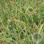Carex flacca 'Buis' GM P9