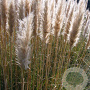 Cortaderia s. 'Pumila' GM P9