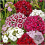 Dianthus barbatus GM P9