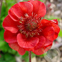 Geum rivale 'Flames of Passion' GM P9