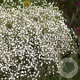Gypsophila p. Festival White Flare GM  P11