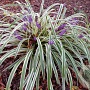 Liriope spicata 'Silver Dragon' GM P9