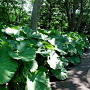 Petasites japonicus 'Giganteus' GM P9