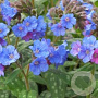 Pulmonaria 'Smokey Blue' GM P9