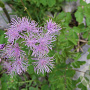 Thalictrum aquilegifolium GM P9 BIO