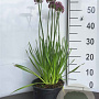 Allium 'Millenium' GM 2,0L