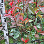 Photinia fraseri 'Red Robin' 80-100 cm met kluit