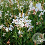 Gaura l. 'Gambit White' GM  P11