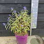 Caryopteris cland. Blue Empire 30-40 cm 5,0L