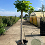 Catalpa bignonioides 'Nana' 20-25 cm 45L 160 cm stam