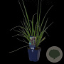 Pennisetum al. 'Black Beauty' GM  P11