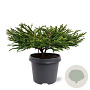 Cryptomeria j. 'Little Champion' 30-40 cm 5,0L