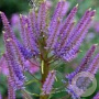 Veronicastrum virg. 'Fascination' GM P9