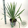 Yucca filamentosa 30-40 cm 5,0L