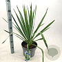 Yucca filamentosa 30-40 cm 5,0L