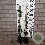 Hedera hel. 'Woerner' 80-90 cm C1.5 met stok