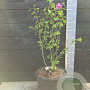 Hibiscus syr. Eruption 60-80 cm 20L