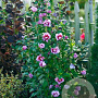 Hibiscus syr. Purple Pillar 200-250 cm 50L solitair