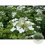 Hydrangea pan. 'Shikoku Flash' 60-80 cm 20L