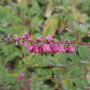 Indigofera howellii 10-15 cm 3,0L