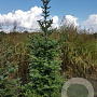 Abies fraseri 30-40 cm wortelgoed 4-jarig verplante zaailin