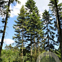 Abies grandis 20-30 cm wortelgoed 4-jarig verplante zaailin