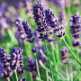 Lavandula ang. 'Munstead' GM P9