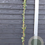 Lonicera jap. 'Hall's Prolific' 150-175 cm vierkant rond 5,5L
