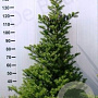 Abies koreana 30-40 cm wortelgoed 4-jarig verplante zaailin