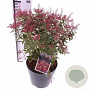 Pieris jap. Polar Passion 50-60 cm 7,5L