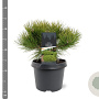 Pinus dens. 'Low Glow' 25-30 cm 3,5L