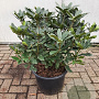 Rhododendron pont. 'Roseum' 50-60 cm 20L