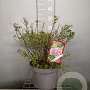 Spiraea jap. 'Little Princess' 30-40 cm 7,5L