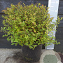 Spiraea jap. 'Little Princess' 40-50 cm 7,5L