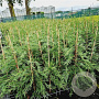 Cupressocyparis leylandii 80-100 cm 3,0L