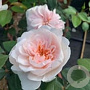 Rosa Sabrina 150-175 cm vierkant rond 5,5L